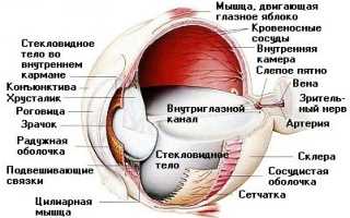 Строение глаза человека: фото с описанием