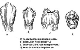 На четвёртый и пятый премоляр – рассчитайсь!