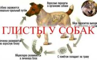 Аскариды у собак: профилактика и лечение