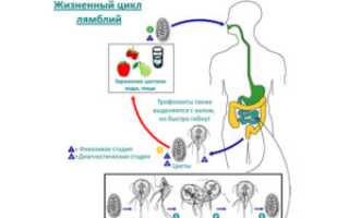 Как можно заразиться лямблиями: пути передачи и их особенности