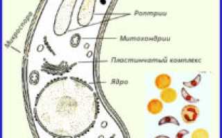 Лечение токсоплазмоза народными средствами