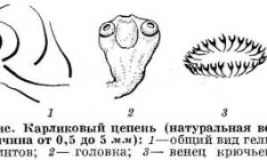 Как развивается и почему возникает фасциолез животных?