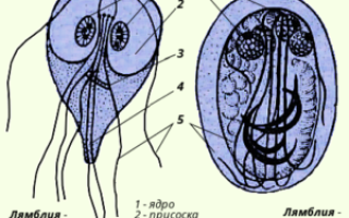 Лямблии в печени: как их обнаружить и как с ними бороться?
