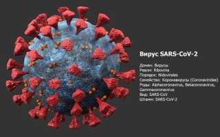 Коронавирусная инфекция: симптомы, лечение, вакцина