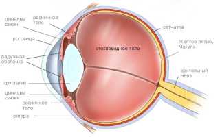Хрусталик глаза: строение, функции, операция по замене (цена, последствия)